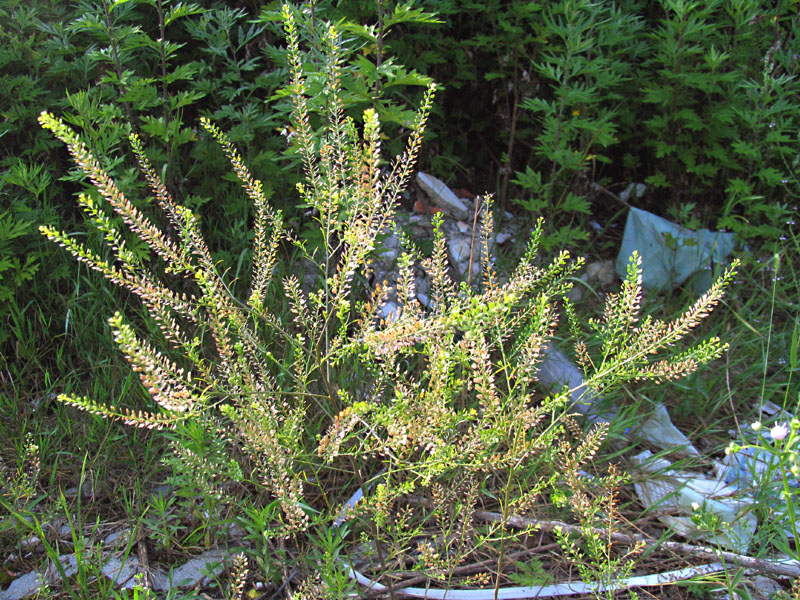Lepidium virginicum L. / Lepidio della Virginia